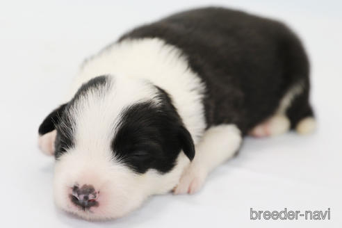 成約済の神奈川県のボーダーコリー-202269の8枚目